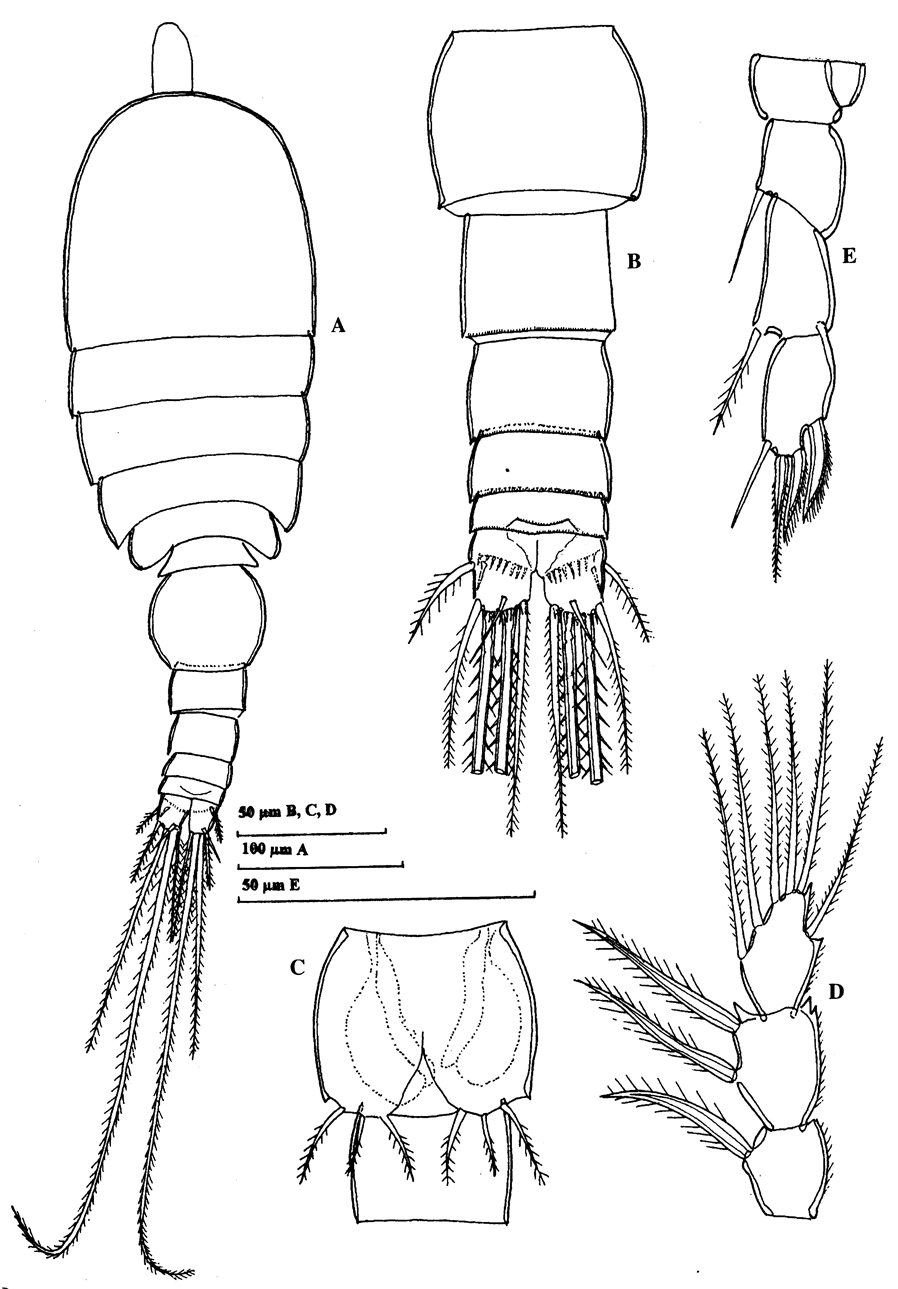 Species Speleophria mestrovi - Plate 5 of morphological figures