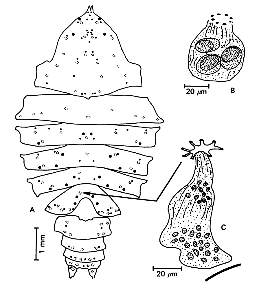 Species Megacalanus princeps - Plate 8 of morphological figures