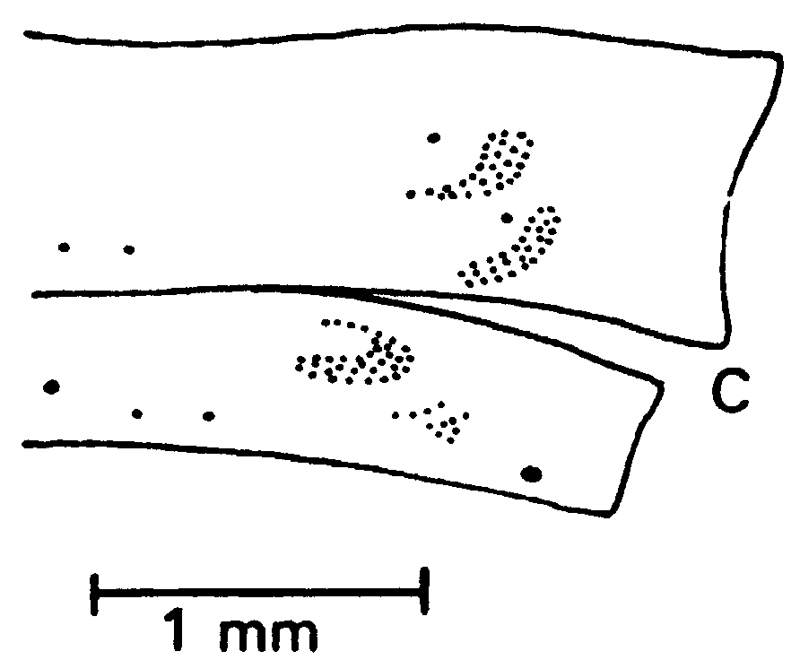 Espce Euaugaptilus gibbus - Planche 6 de figures morphologiques