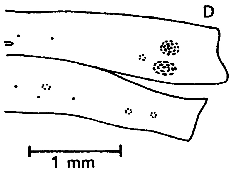 Espèce Centraugaptilus rattrayi - Planche 6 de figures morphologiques