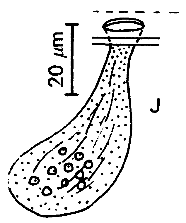 Espèce Metridia princeps - Planche 17 de figures morphologiques