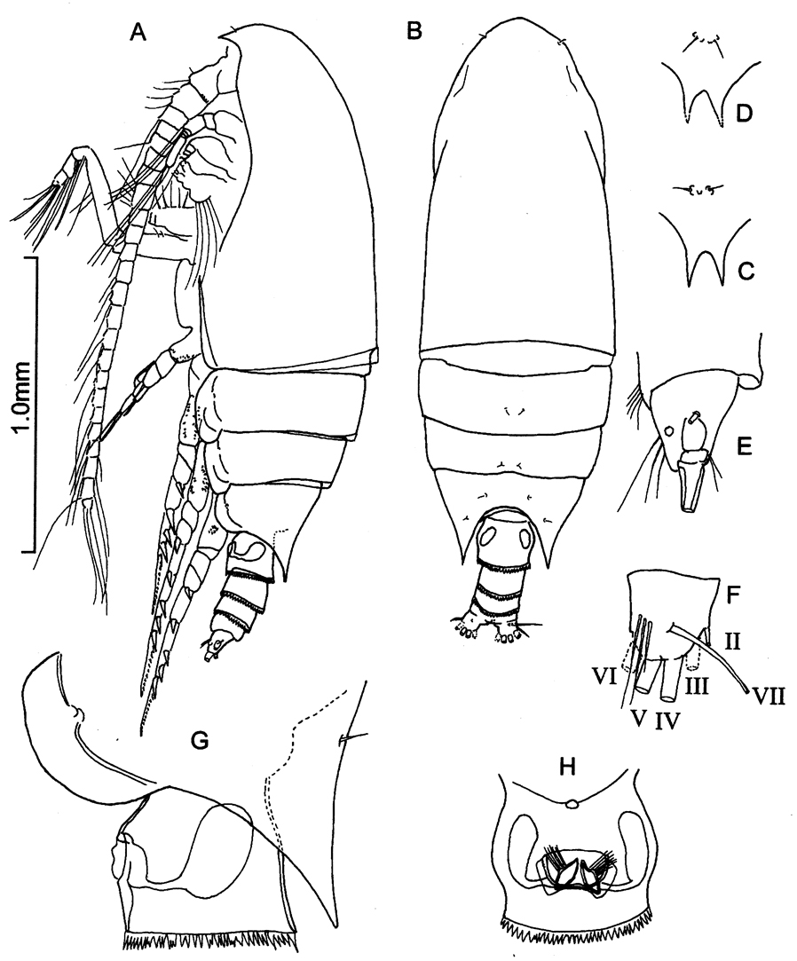 Espce Bradyidius capax - Planche 1 de figures morphologiques