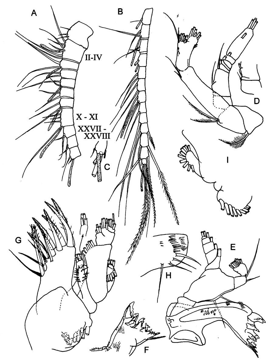 Espce Bradyidius capax - Planche 2 de figures morphologiques