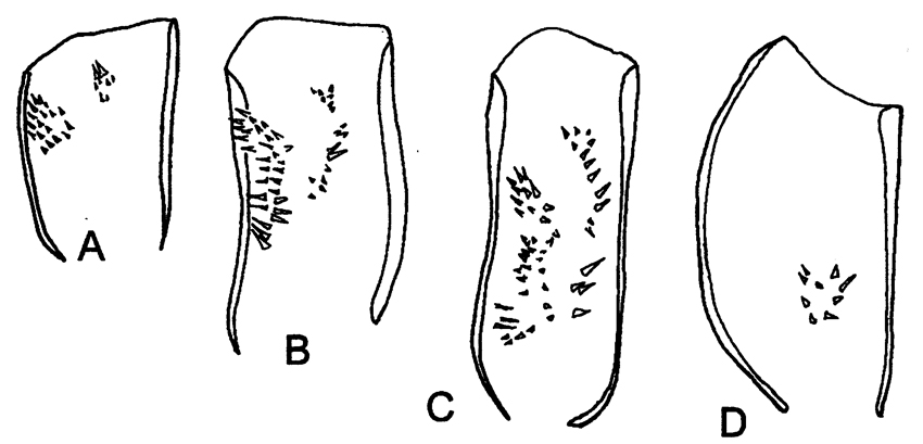 Espce Bradyidius capax - Planche 4 de figures morphologiques