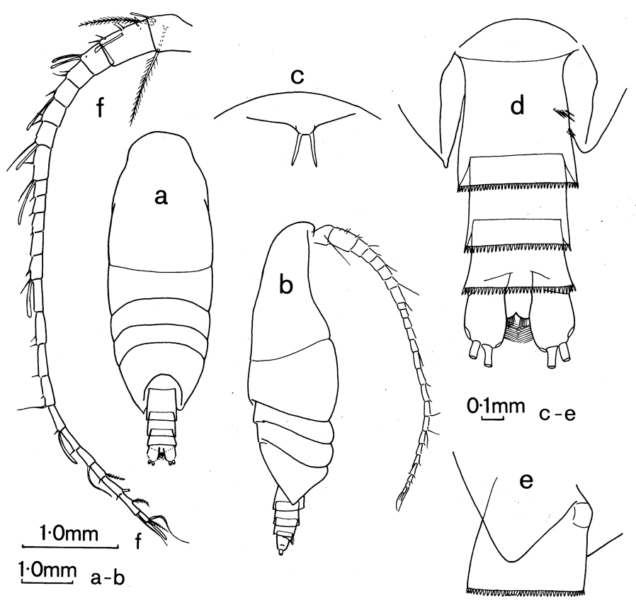 Espce Xanthocalanus harpagatus - Planche 1 de figures morphologiques