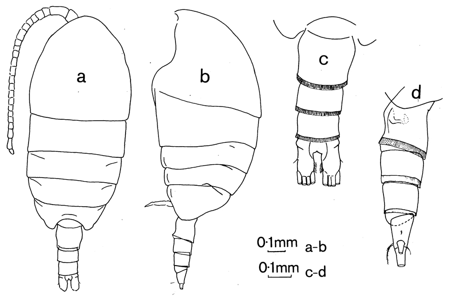 Espce Tharybis magna - Planche 2 de figures morphologiques
