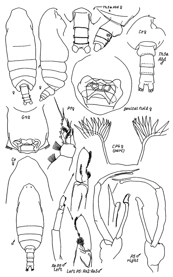 Species Pseudochirella batillipa - Plate 3 of morphological figures