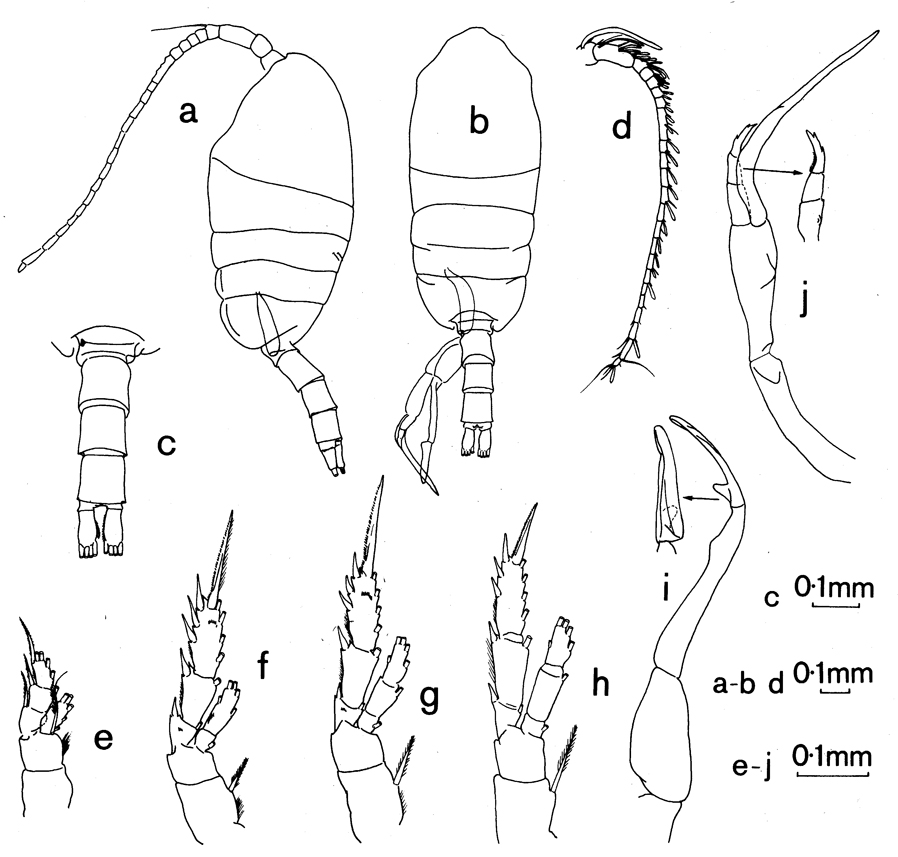 Espce Tharybis magna - Planche 4 de figures morphologiques