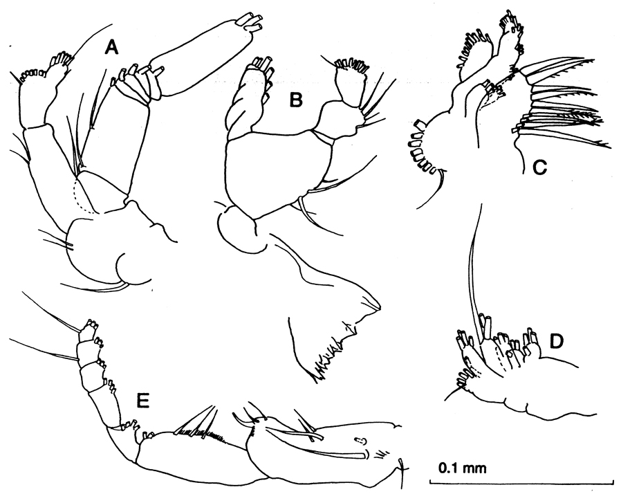 Espèce Stephos angulatus - Planche 3 de figures morphologiques