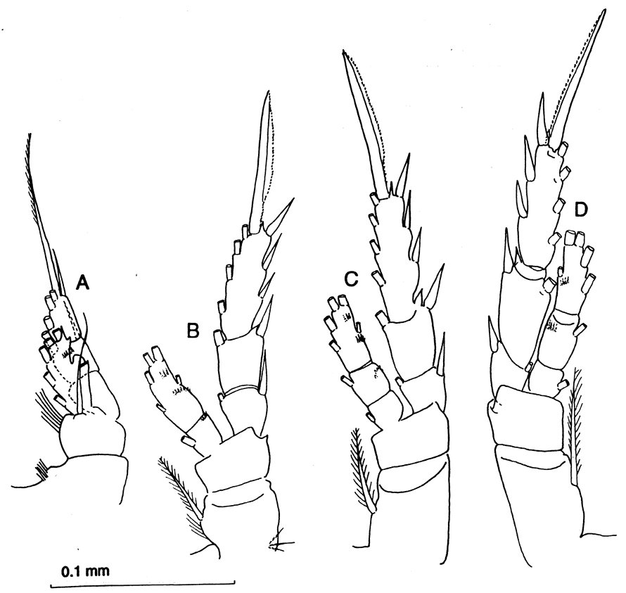 Species Stephos angulatus - Plate 4 of morphological figures