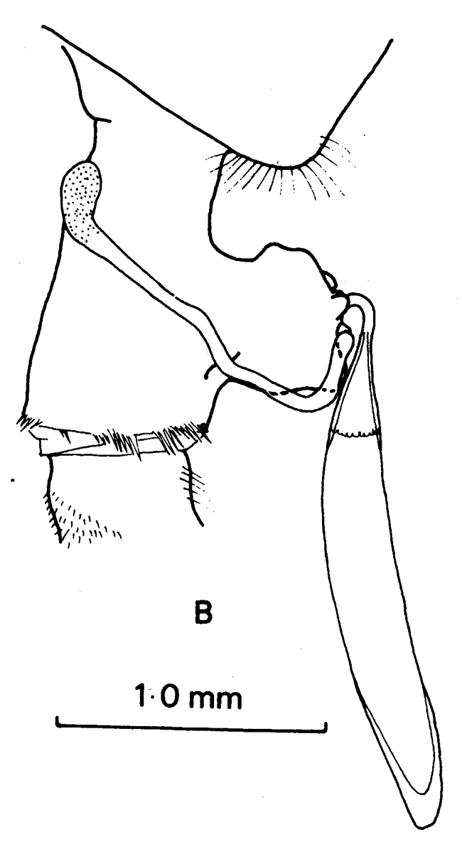 Espèce Paraeuchaeta erebi - Planche 4 de figures morphologiques