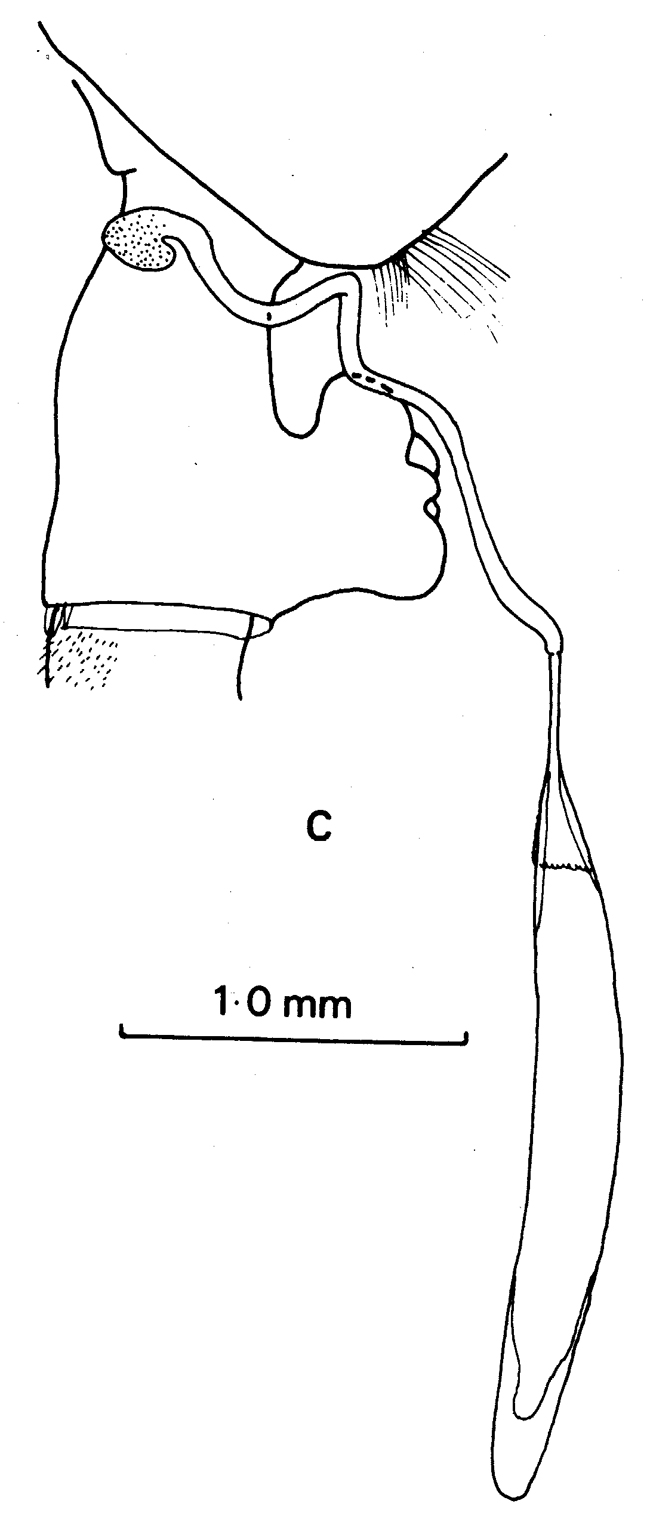 Espce Paraeuchaeta similis - Planche 5 de figures morphologiques