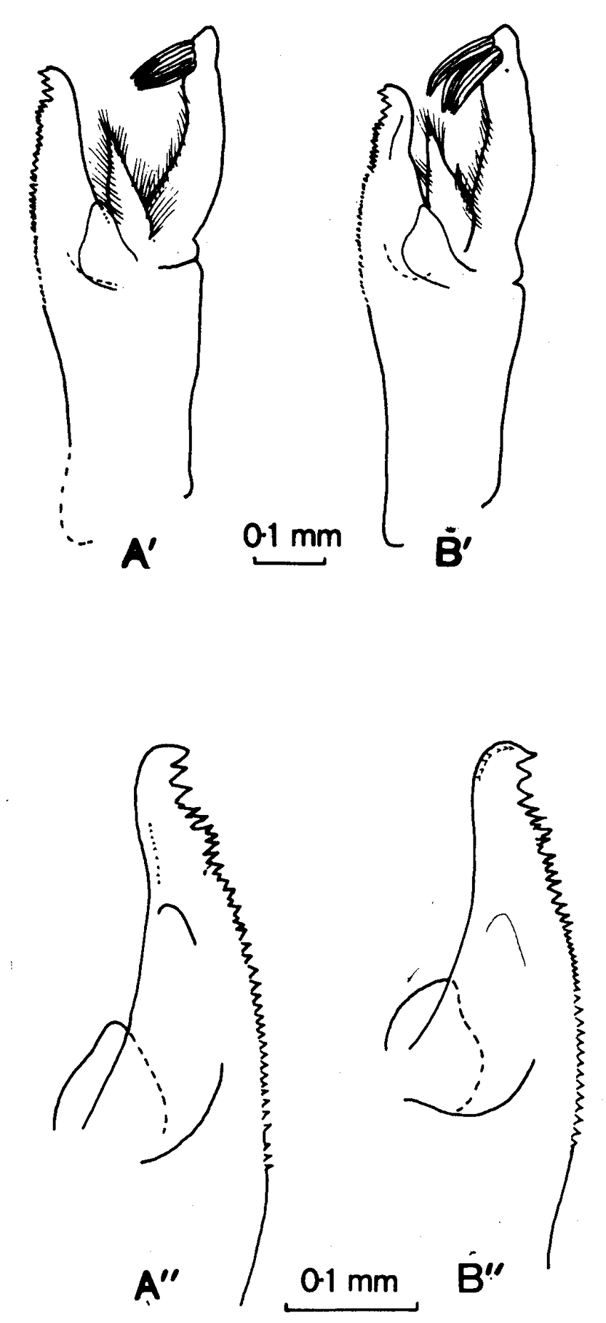 Espèce Paraeuchaeta erebi - Planche 5 de figures morphologiques