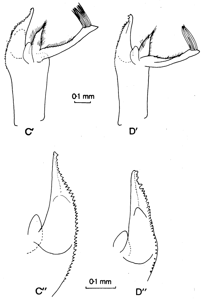 Espce Paraeuchaeta similis - Planche 6 de figures morphologiques