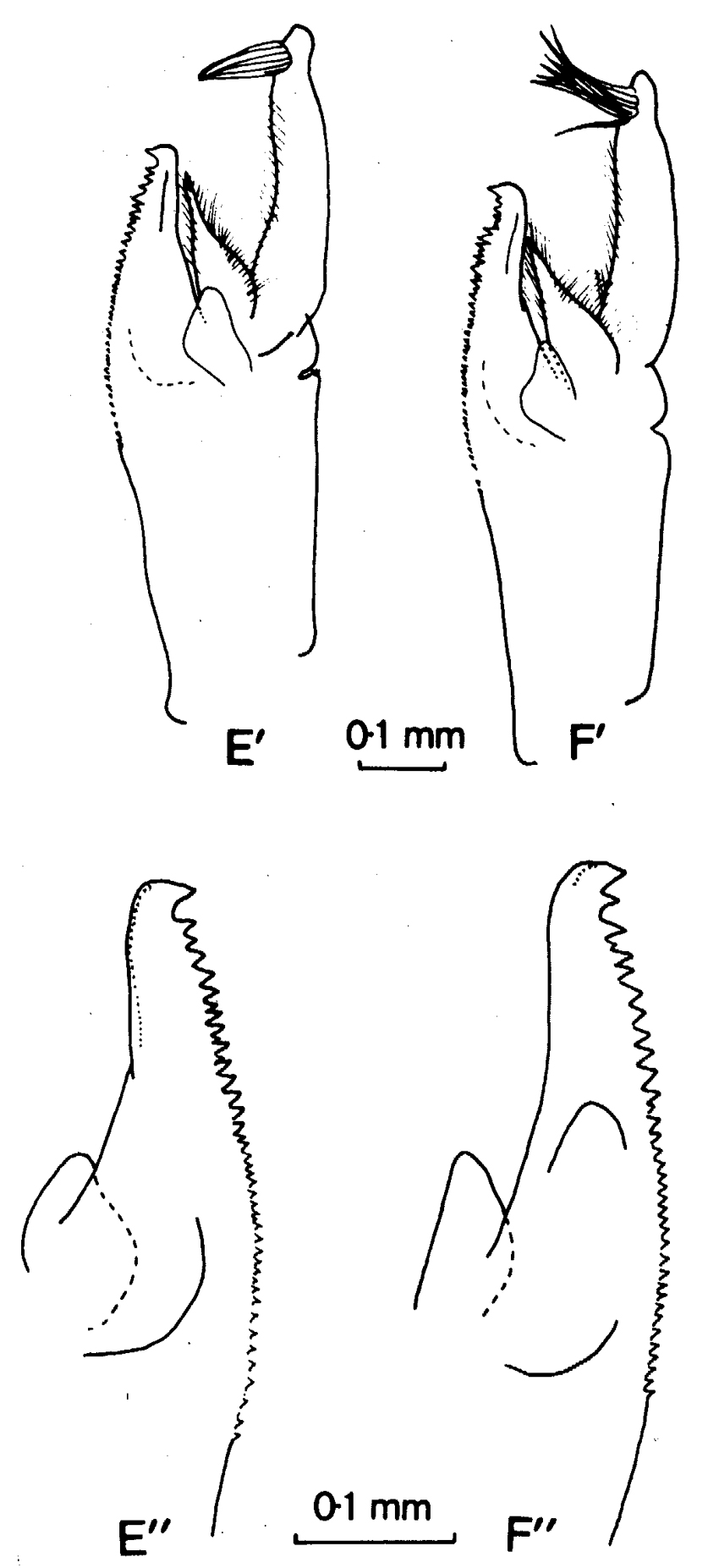 Espèce Paraeuchaeta tycodesma - Planche 3 de figures morphologiques