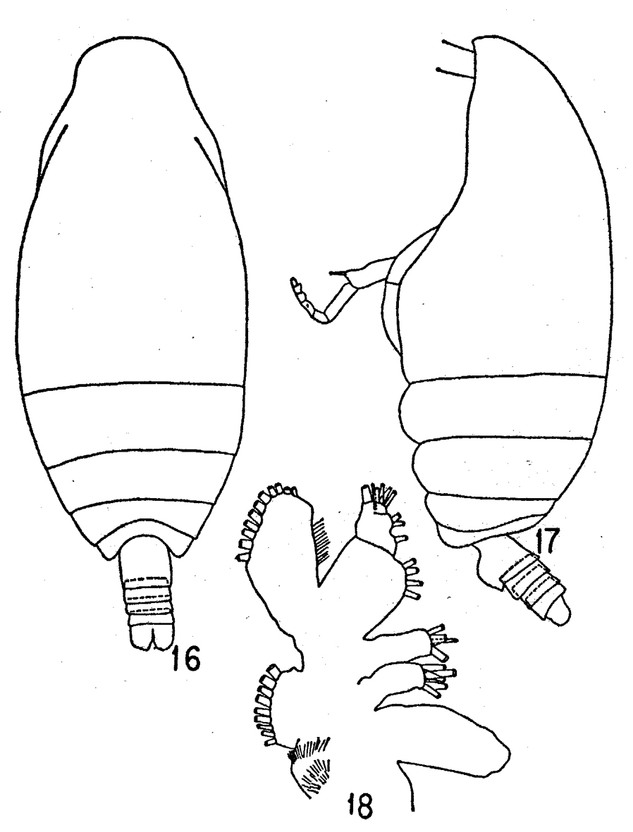Espce Mimocalanus inflatus - Planche 2 de figures morphologiques