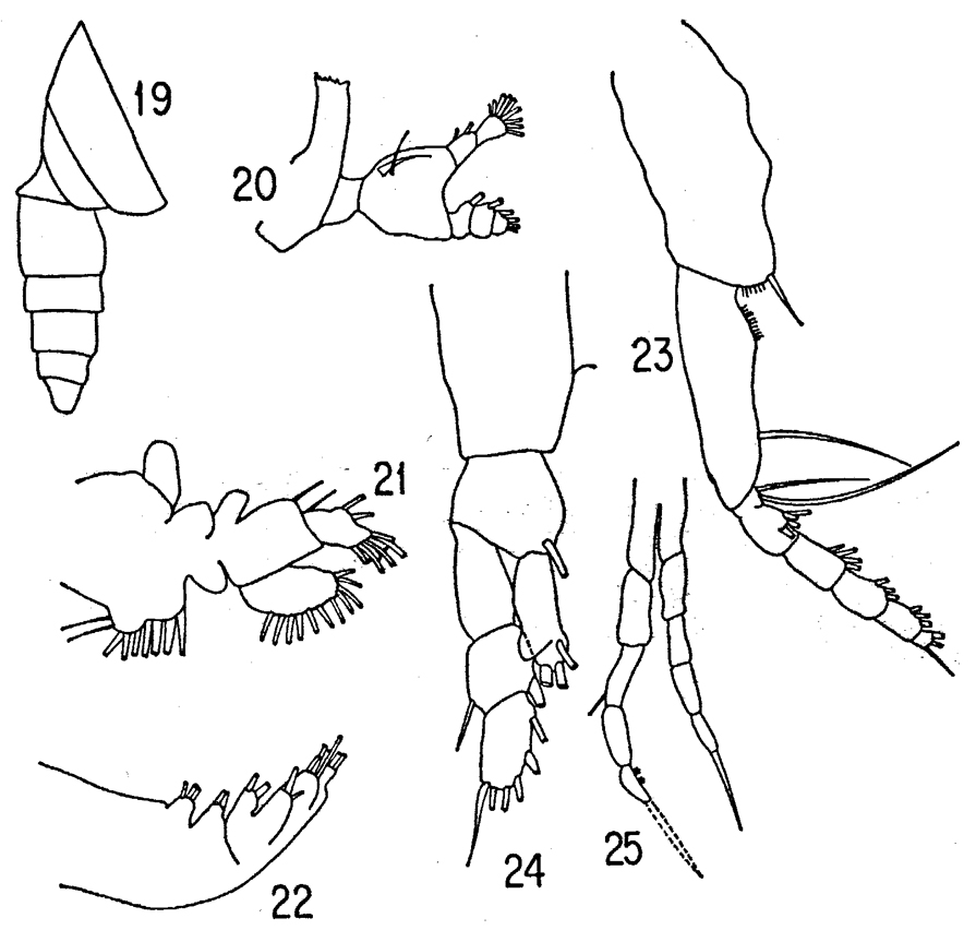 Species Mimocalanus crassus - Plate 7 of morphological figures