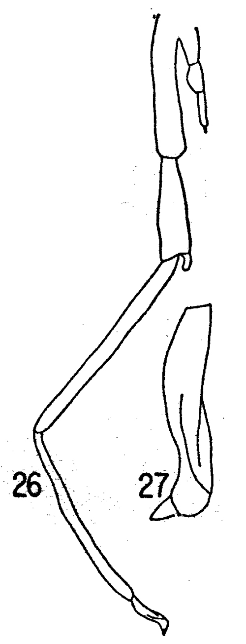 Espce Spinocalanus angusticeps - Planche 8 de figures morphologiques
