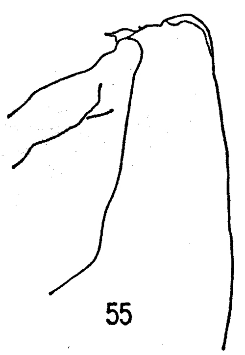 Espce Chirundinella magna - Planche 13 de figures morphologiques