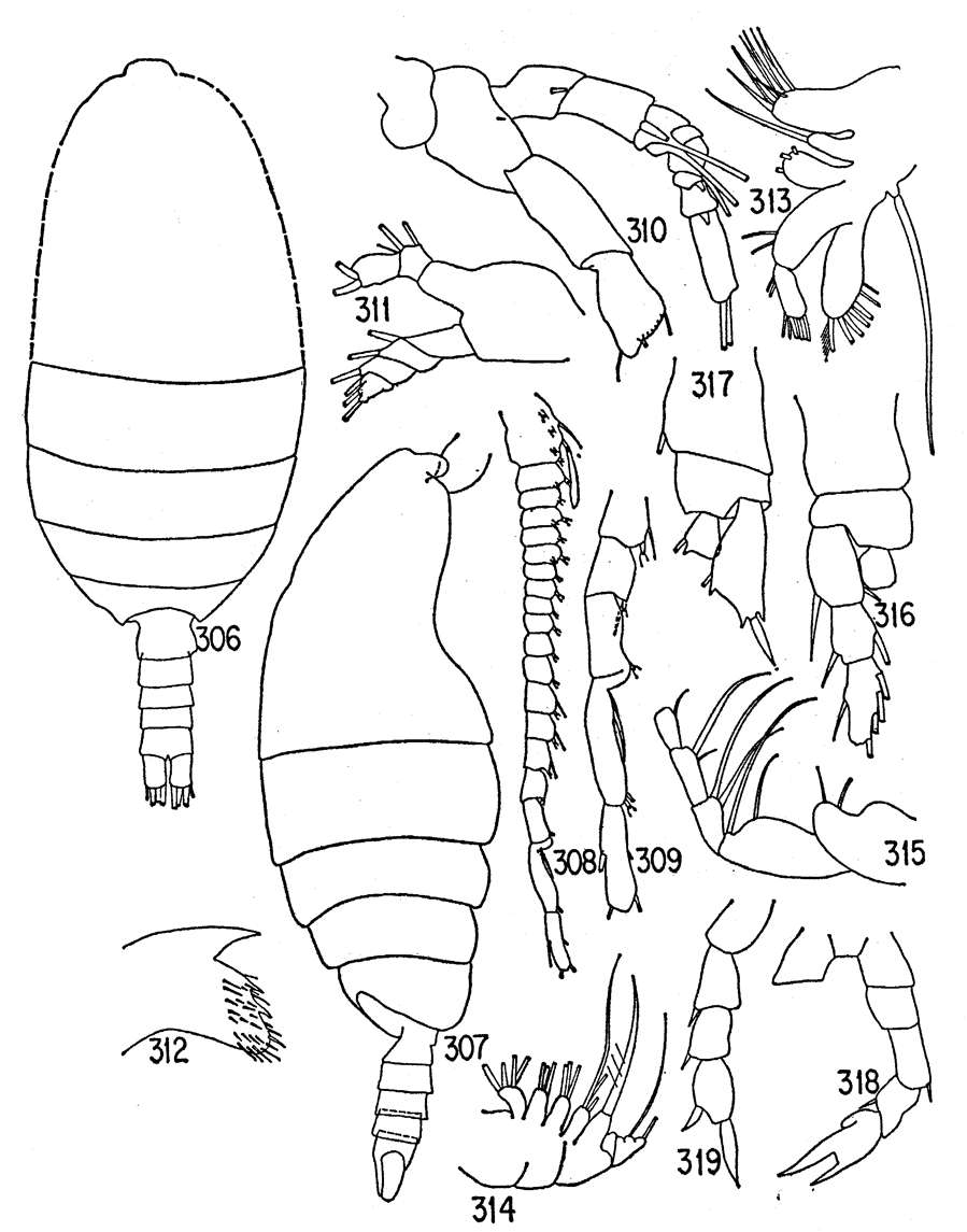 Species M unidentified - Plate 1 of morphological figures