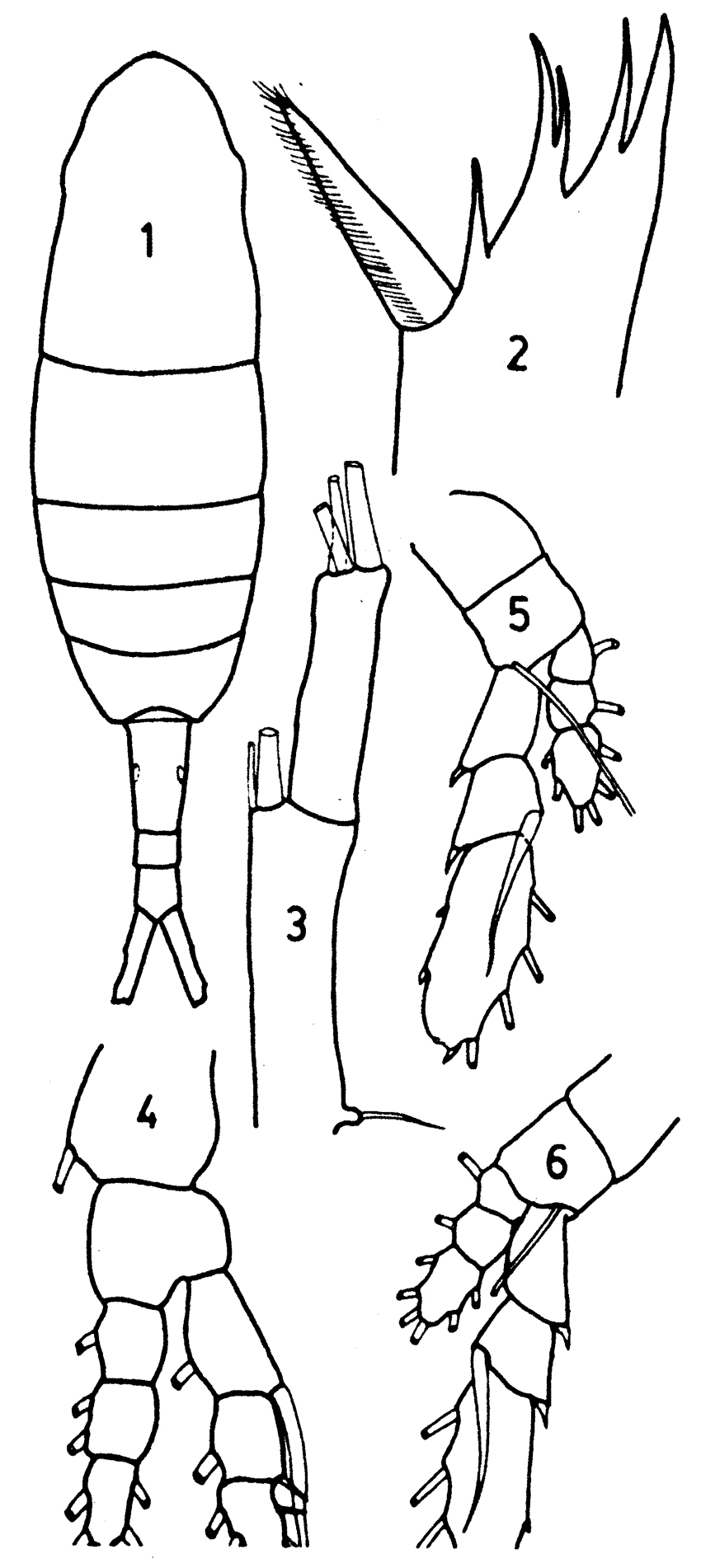 Species Augaptilus longicaudatus - Plate 7 of morphological figures