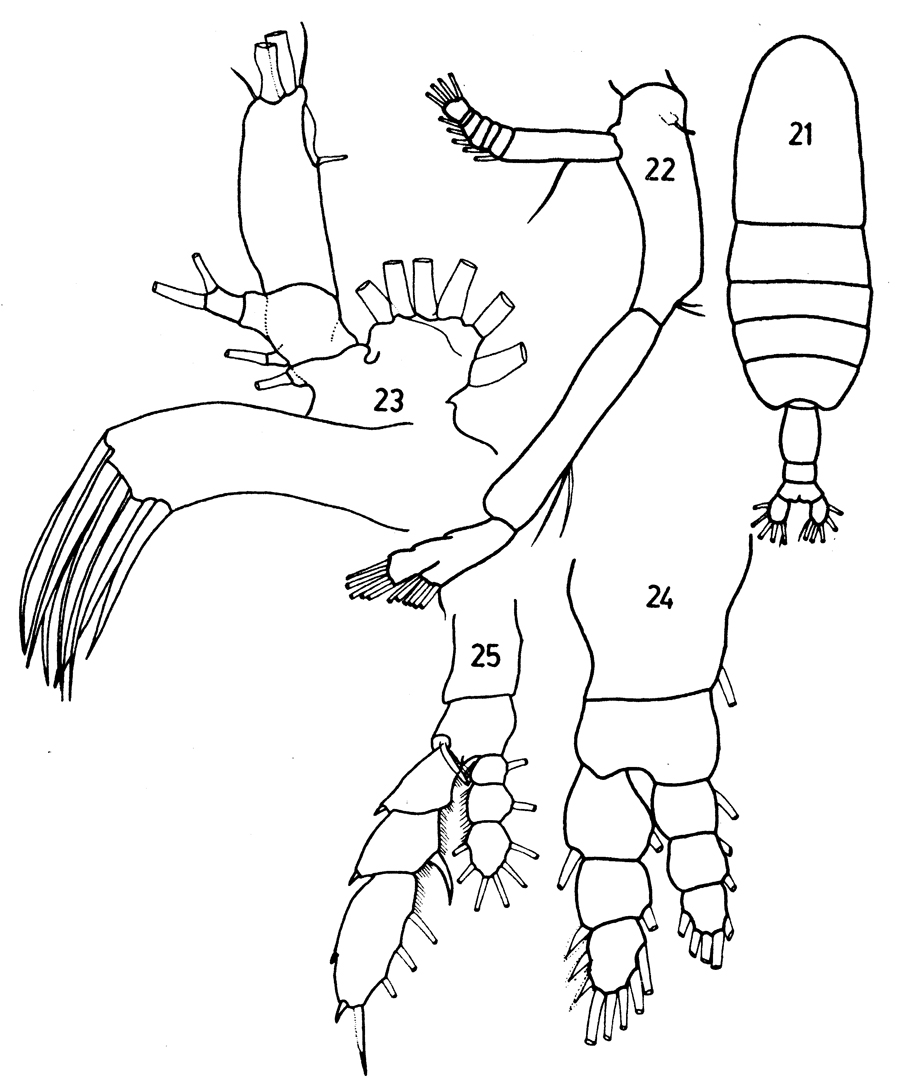 Espèce Euaugaptilus nodifrons - Planche 16 de figures morphologiques