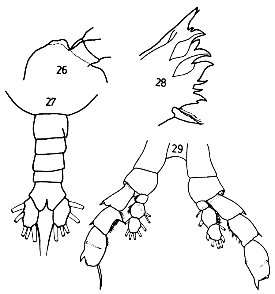 Espèce Euaugaptilus nodifrons - Planche 17 de figures morphologiques