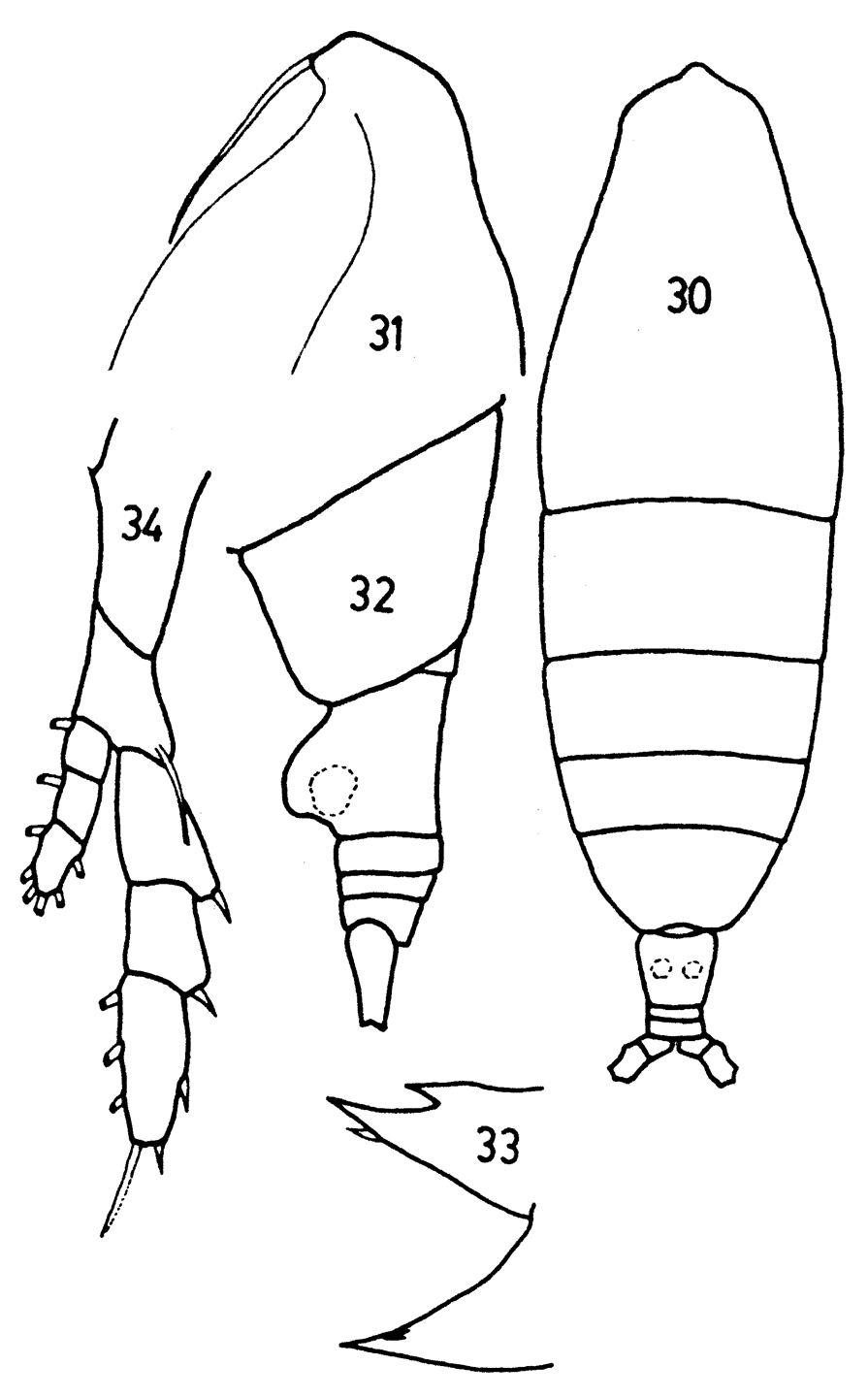 Espce Haloptilus longicornis - Planche 12 de figures morphologiques