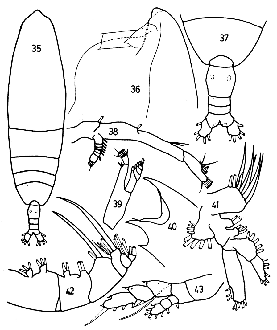 Species Haloptilus sp. - Plate 1 of morphological figures