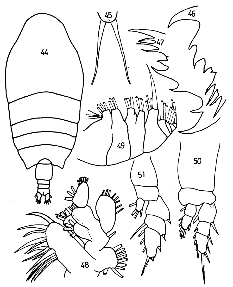 Species Pseudhaloptilus pacificus - Plate 7 of morphological figures
