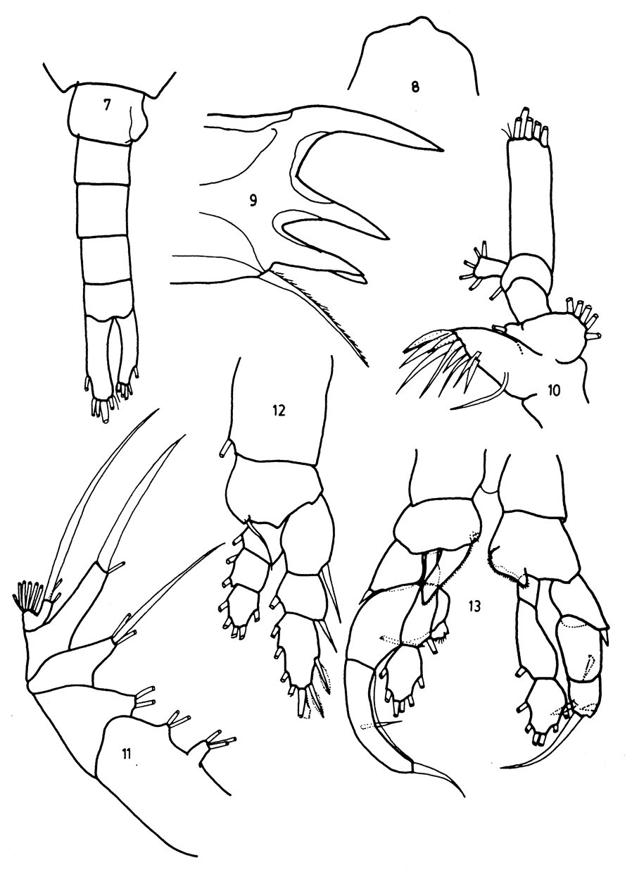 Espèce Heterostylites longicornis - Planche 12 de figures morphologiques