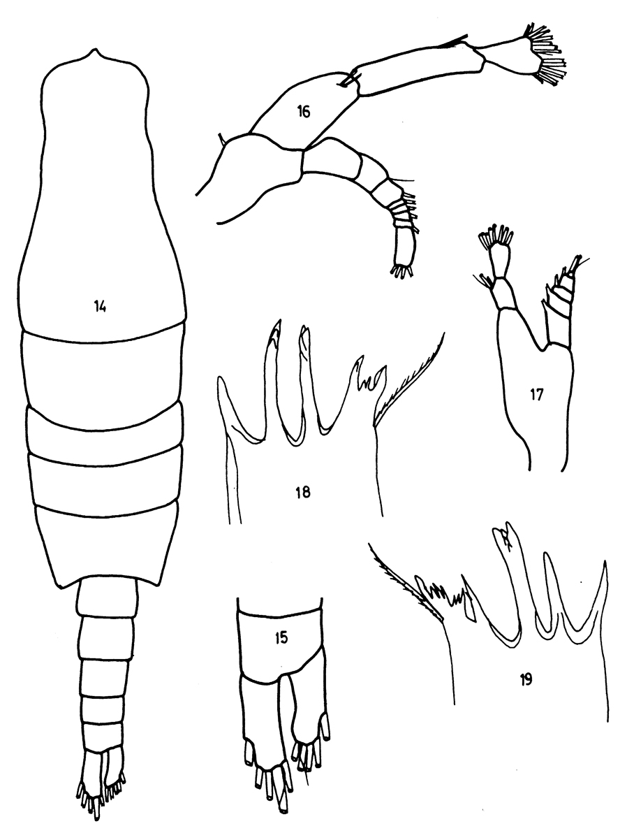 Species Mesorhabdus angustus - Plate 7 of morphological figures