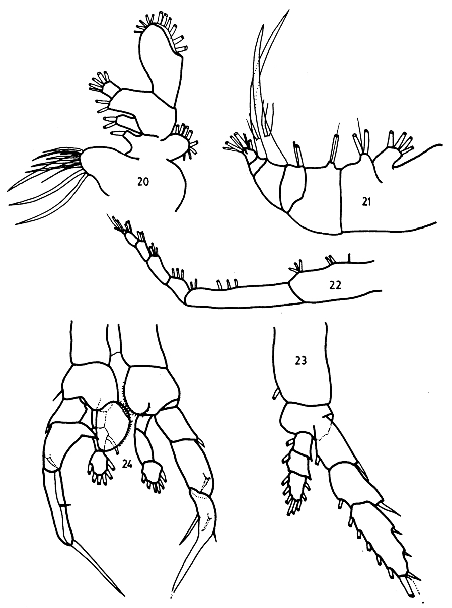 Species Mesorhabdus angustus - Plate 8 of morphological figures