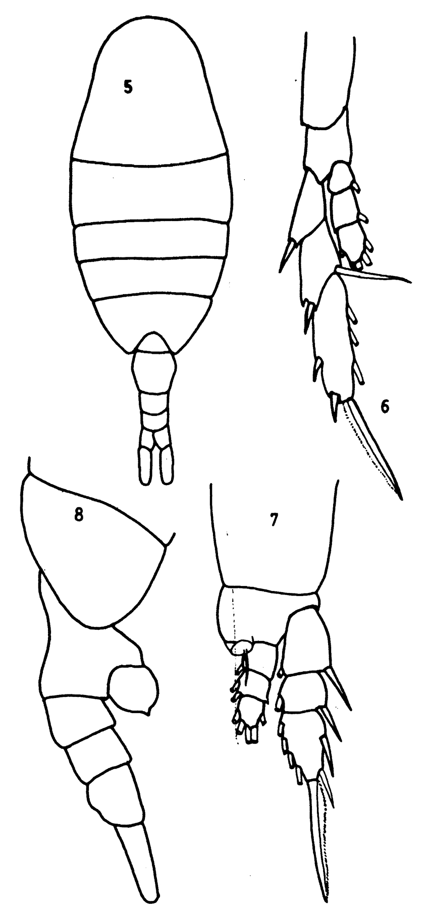 Espce Lucicutia curta - Planche 12 de figures morphologiques