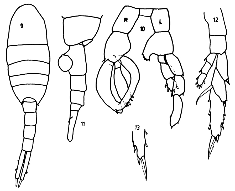 Species Lucicutia flavicornis - Plate 15 of morphological figures