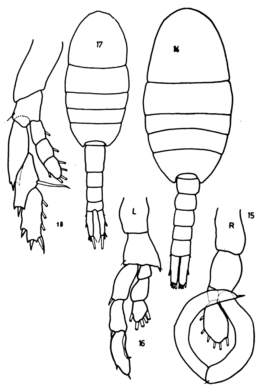Espèce Lucicutia gaussae - Planche 9 de figures morphologiques