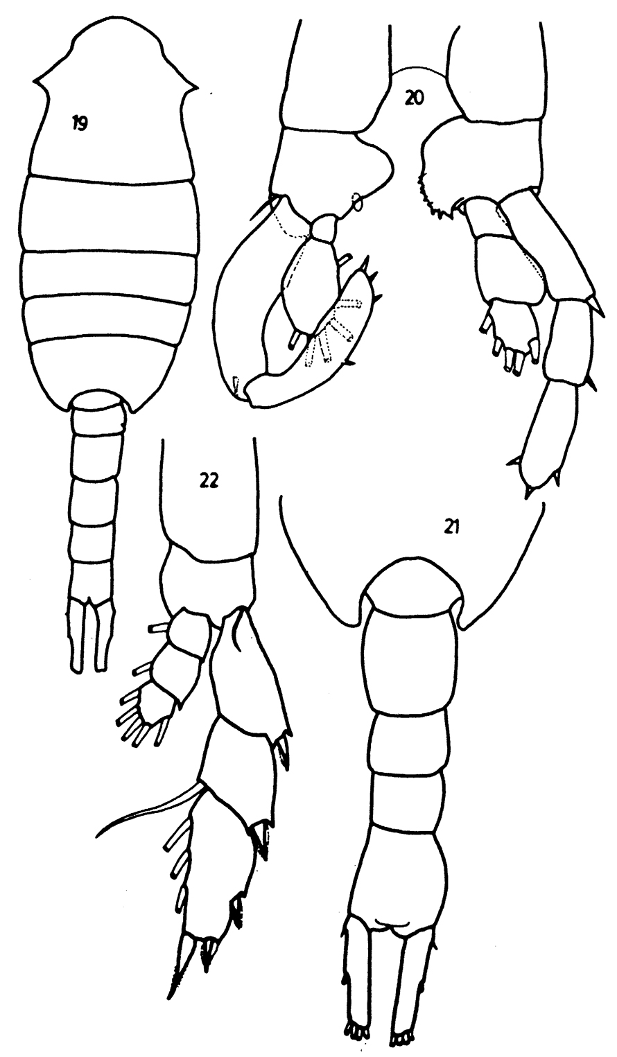 Species Lucicutia grandis - Plate 9 of morphological figures