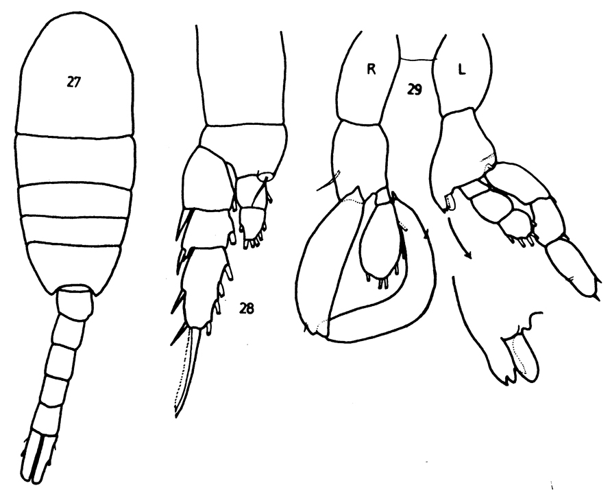 Species Lucicutia pseudopolaris - Plate 4 of morphological figures