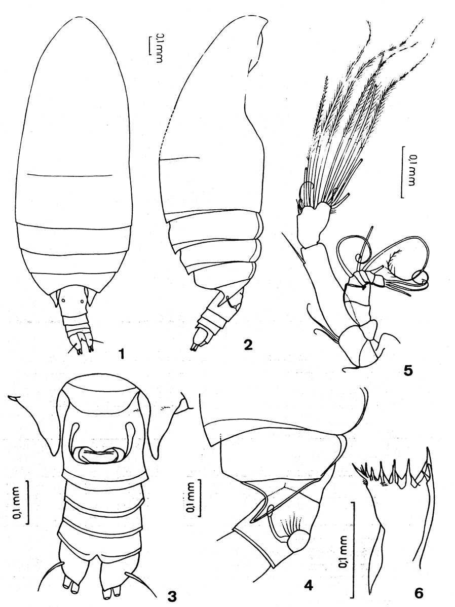 Espce Comantenna curtisetosa - Planche 1 de figures morphologiques