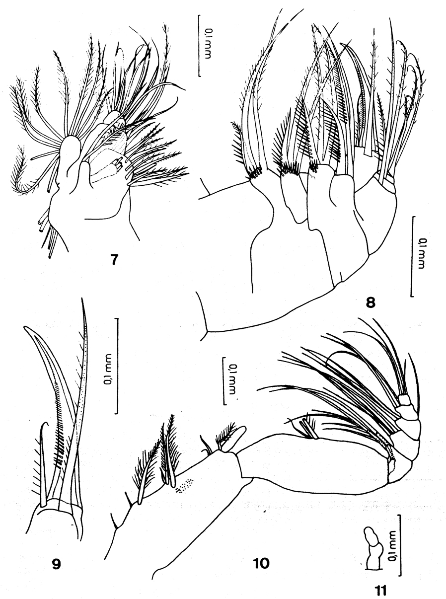 Species Comantenna curtisetosa - Plate 2 of morphological figures