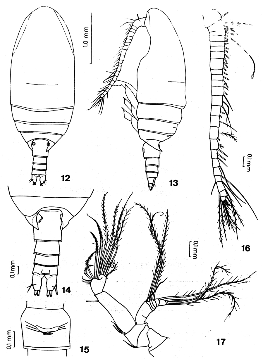 Species Comantenna recurvata - Plate 1 of morphological figures