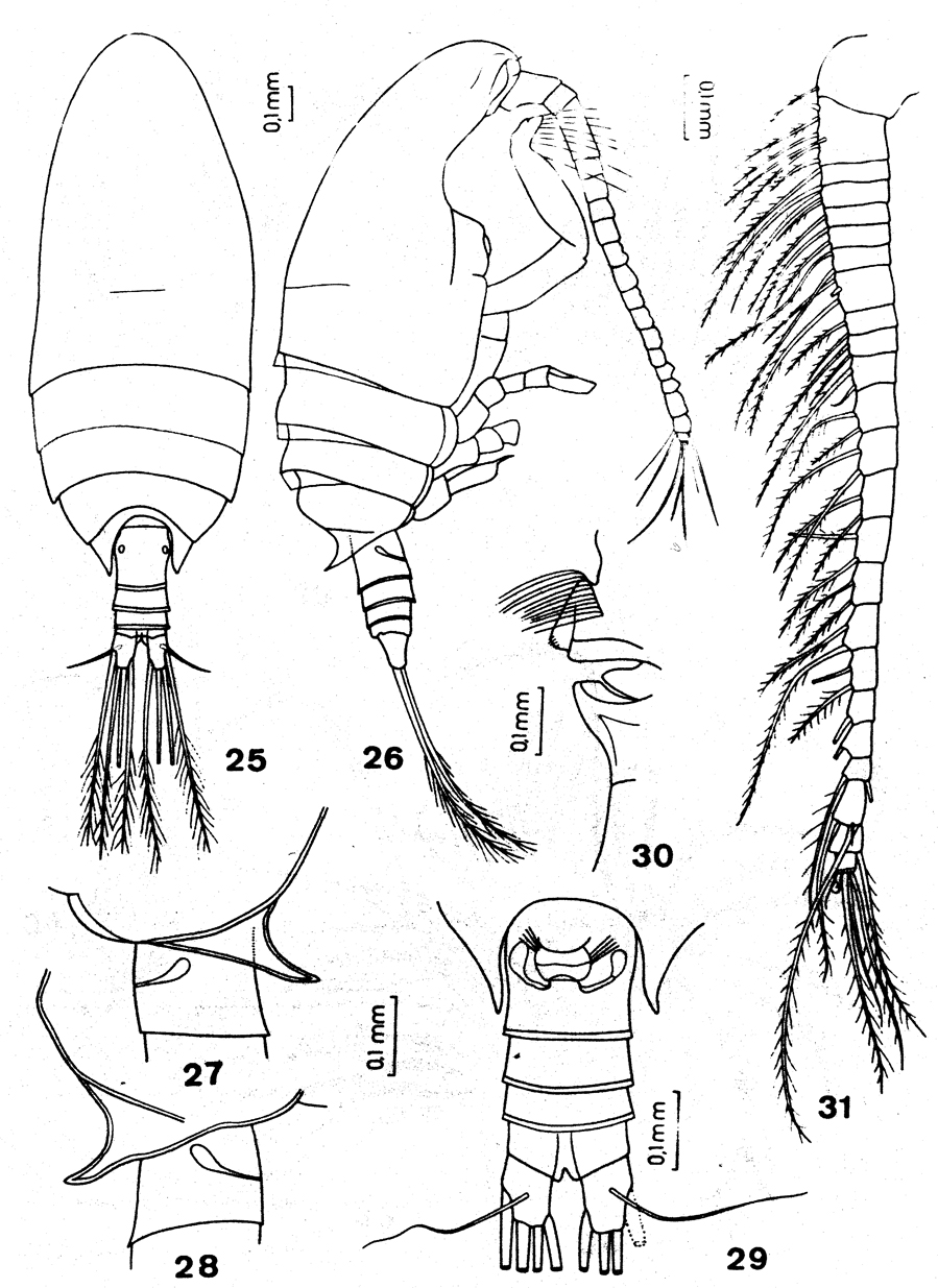 Species Mesocomantenna spinosa - Plate 1 of morphological figures