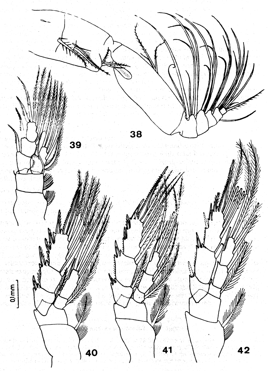Species Mesocomantenna spinosa - Plate 3 of morphological figures