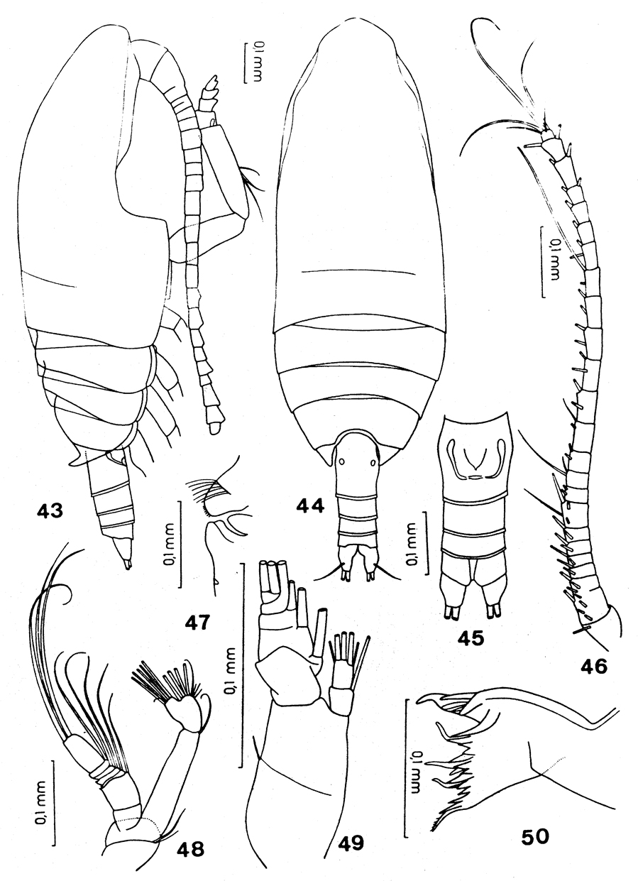 Espce Paracomantenna gracilis - Planche 1 de figures morphologiques
