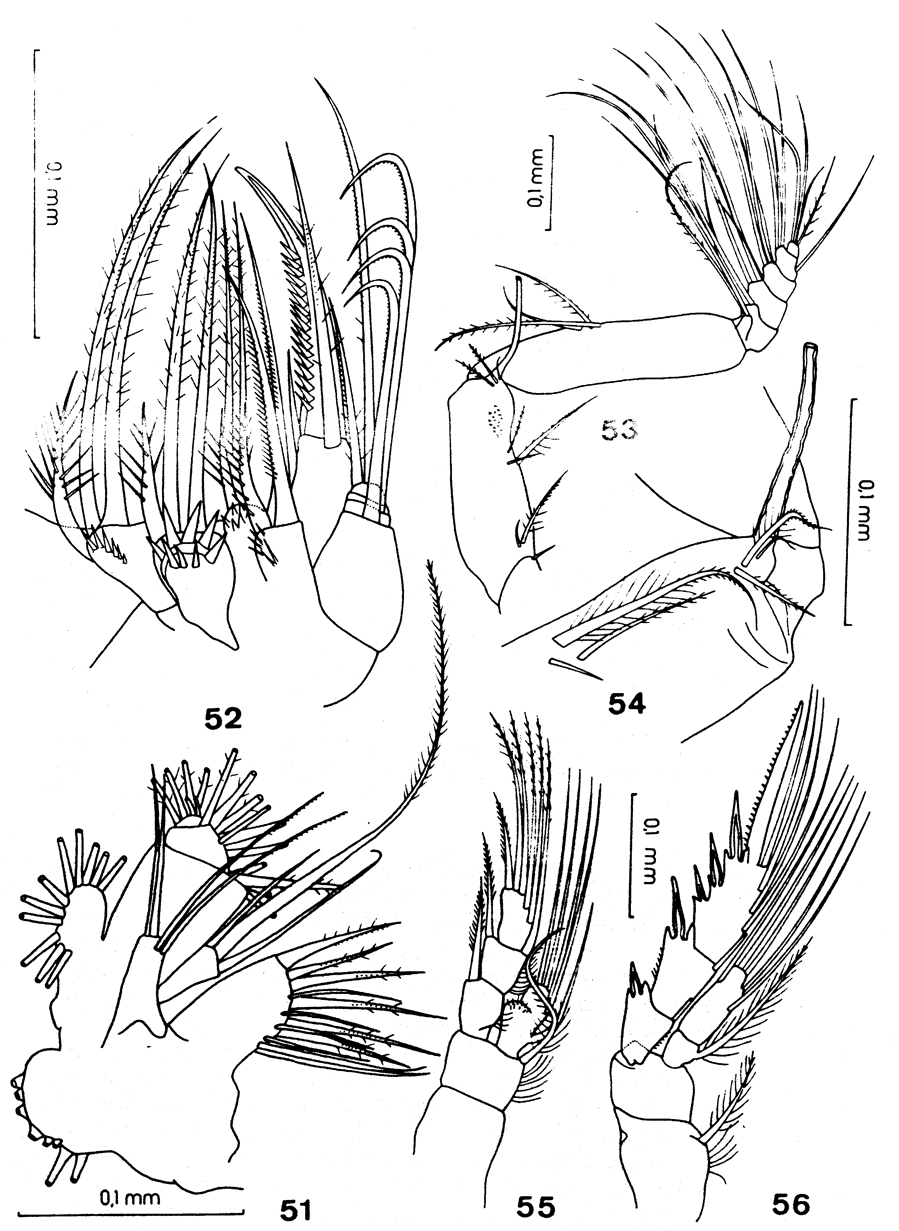 Espce Paracomantenna gracilis - Planche 2 de figures morphologiques