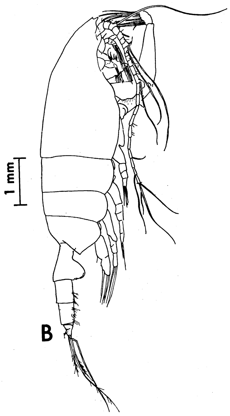 Espèce Paraeuchaeta pseudotonsa - Planche 7 de figures morphologiques