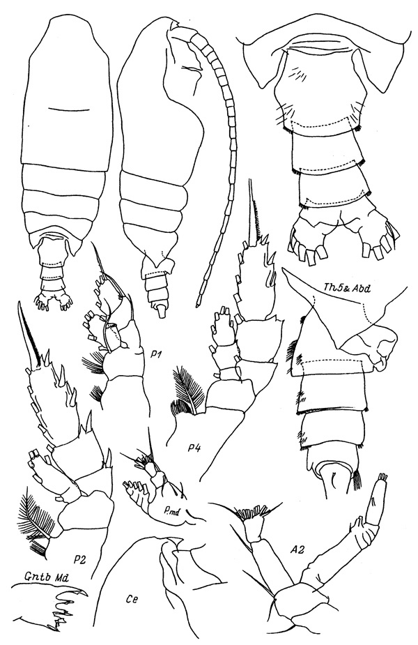 Espce Pseudochirella formosa - Planche 1 de figures morphologiques