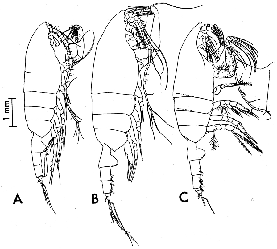 Species Paraeuchaeta tonsa - Plate 18 of morphological figures
