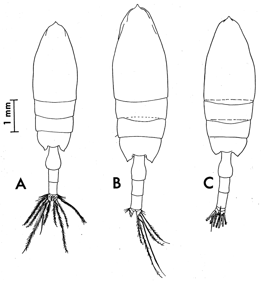 Species Paraeuchaeta tonsa - Plate 19 of morphological figures