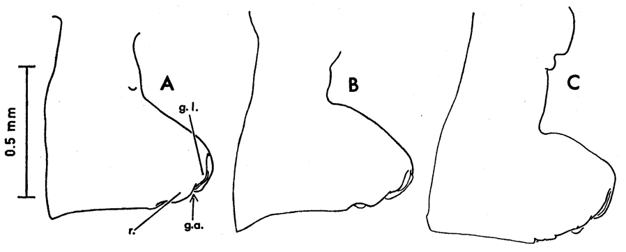 Espce Paraeuchaeta tonsa - Planche 14 de figures morphologiques